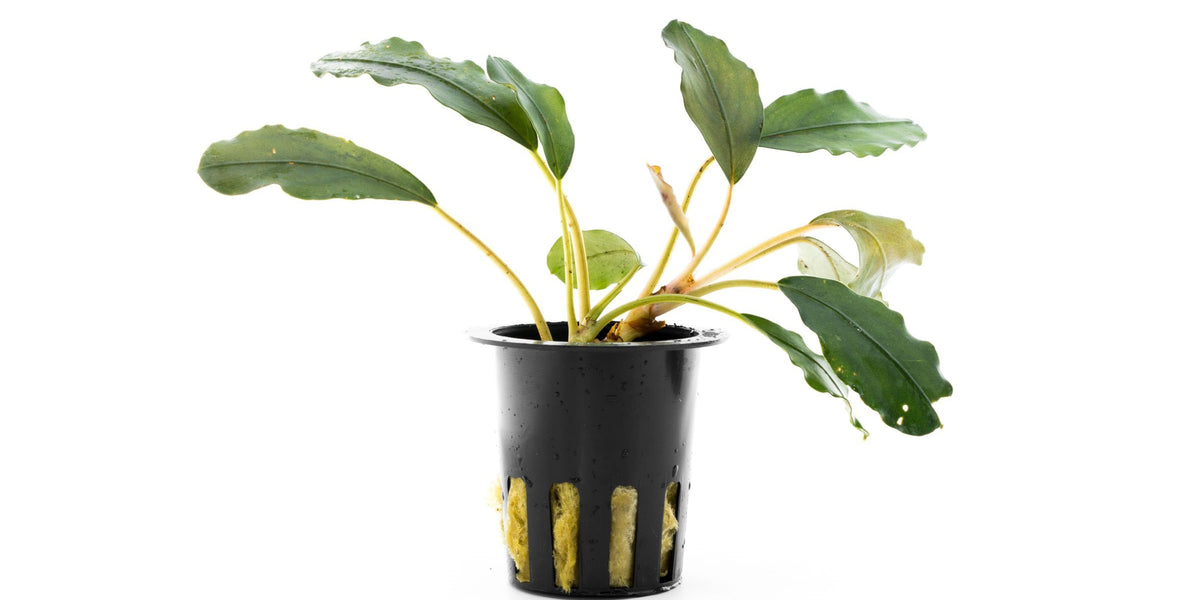 Bucephalandra Pearl Grey Aquarium Plant — Buce Plant