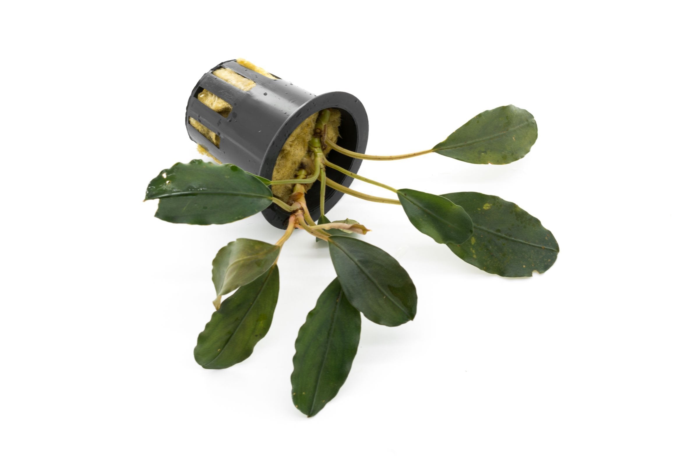 Bucephalandra Pearl Grey - Aquascaping Plant — Buce Plant