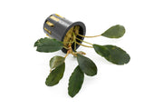 Bucephalandra Pearl Grey Bucephalandra - Buce Plant