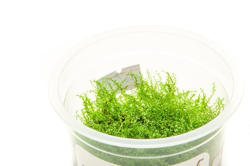 Pearl Moss Aquatic Farmer Tissue Culture Aquatic Plant - Buce Plant