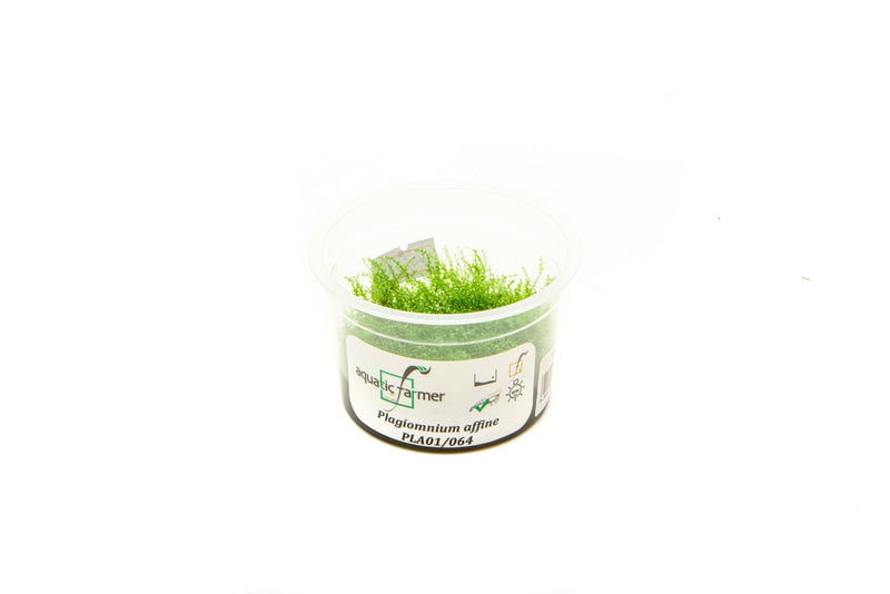 Pearl Moss Aquatic Farmer Tissue Culture Aquatic Plant - Buce Plant