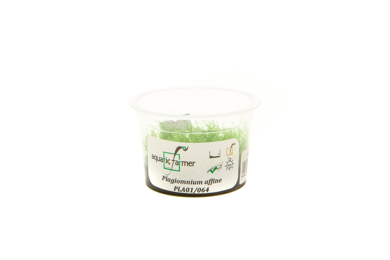 Pearl Moss Aquatic Farmer Tissue Culture Aquatic Plant - Buce Plant