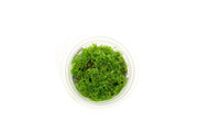 Pearl Moss Aquatic Farmer Tissue Culture Aquatic Plant - Buce Plant