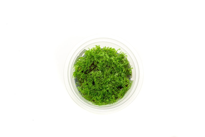 Pearl Moss Aquatic Farmer Tissue Culture Aquatic Plant - Buce Plant