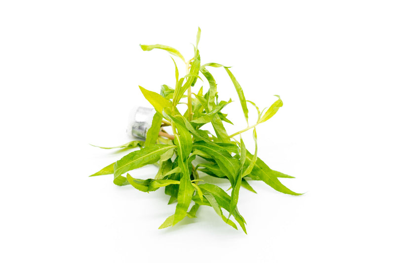 Healthy Penthorum Sedoides aquatic plant from CPA, showcasing its vibrant green stems and delicate, branching leaves in a freshwater aquarium setting.