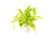 Healthy Penthorum Sedoides aquatic plant from CPA with green, bushy foliage ideal for pond or aquarium water gardens.