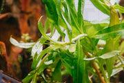 Aquatic plant Penthorum Sedoides by CPA with green, bushy foliage suitable for pond or aquarium environments.