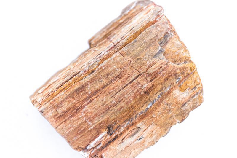 Close-up of a piece of petrified wood stone by UNSHARDSCAPE, showcasing its textured, fossilized wood appearance and natural colors.