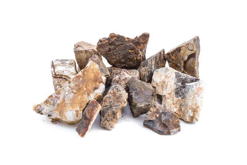Close-up of a polished piece of petrified wood stone from UNSHARDSCAPE, showcasing its detailed, fossil-like wood grain and natural colors.