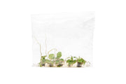 Healthy Philodendron Billietiae terrarium plant with vibrant green leaves and distinctive tall, slender stems.