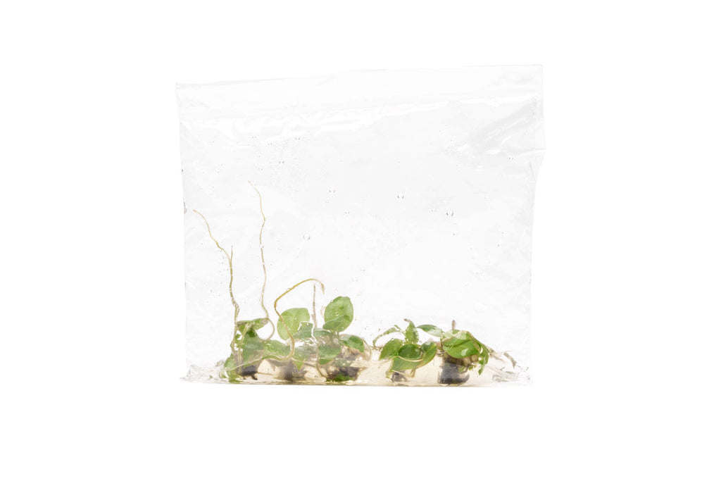 propagate philodendron billietiae Philodendron Billietiae | Shop Rare House Plants