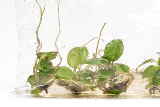 philodendron in terrarium Philodendron Billietiae | Shop Rare House Plants