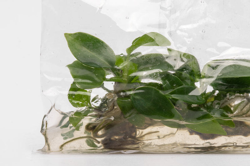 Philodendron Bipennifolium