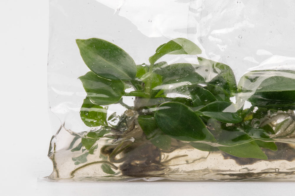 philodendron bipennifolium types Philodendron Bipennifolium