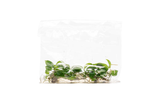 philodendron bipennifolium propagation Philodendron Bipennifolium | Shop House Plants