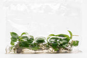 Philodendron Bipennifolium