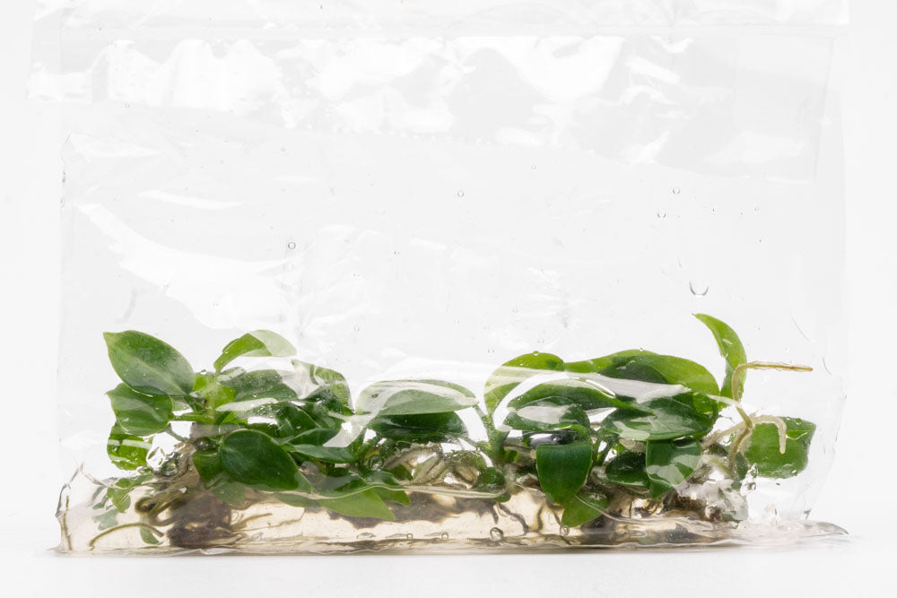 container for philodendron Philodendron Bipennifolium | Shop House Plants