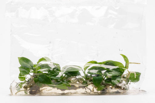 philodendron bipennifolium for sale Philodendron Bipennifolium | Shop House Plants