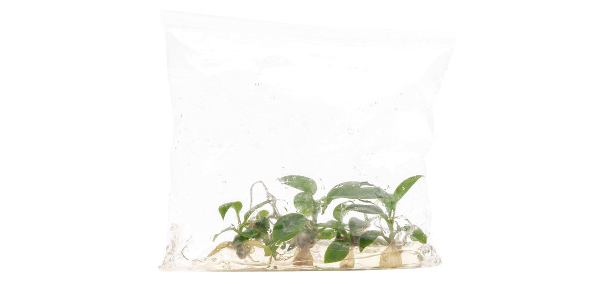 philodendron florida beauty baby Philodendron Florida Beauty | Shop House Plants