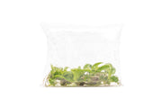Golden Philodendron Saw terrarium plant by UNSTC with vibrant green and yellow variegated leaves in a small pot.