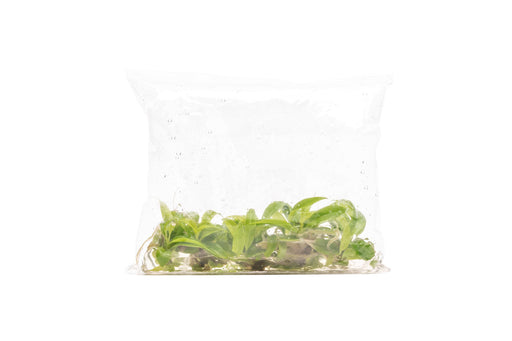 philodendron saw Philodendron Golden Saw | Shop House Plants