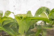 Healthy Philodendron Golden Saw terrarium plant with lush green and yellow variegated leaves, displayed in a clear glass terrarium.