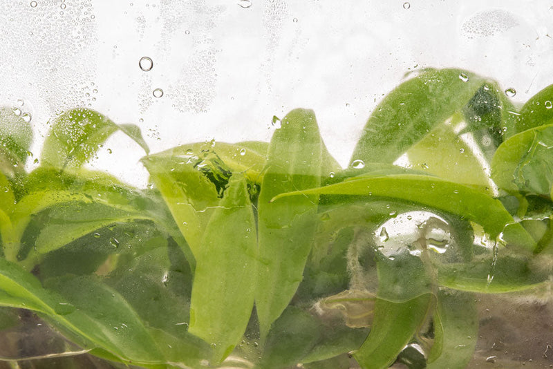 Healthy Philodendron Golden Saw terrarium plant with lush green and yellow variegated leaves, displayed in a clear glass terrarium.