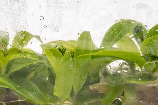 philodendron green saw Philodendron Golden Saw | Shop House Plants