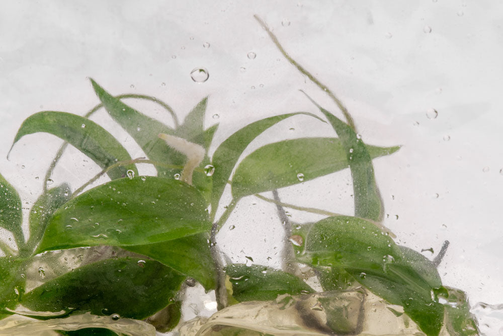 philodendron aquarium water Philodendron Minarum | Shop House Plants