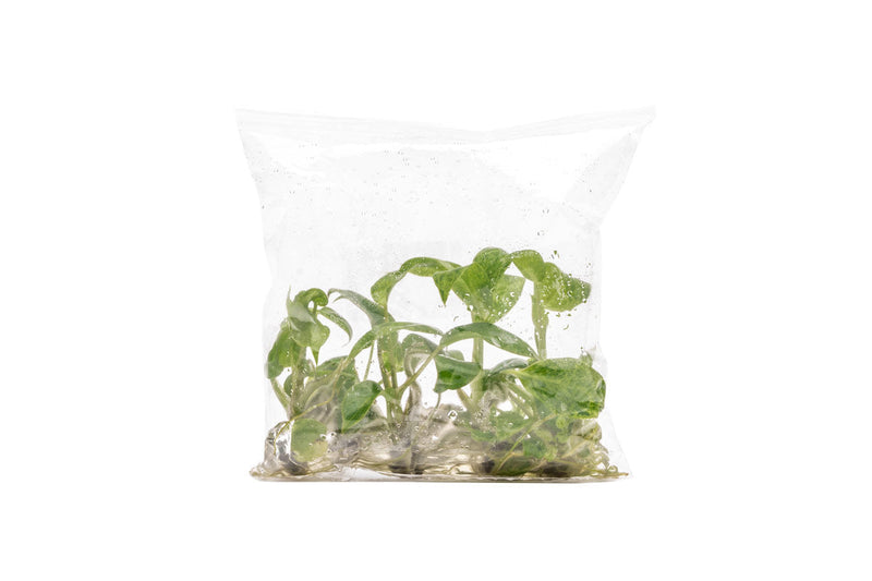 Philodendron Paraiso Verde | Shop Rare House Plants - Buce Plant