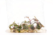 Philodendron Pink Princess