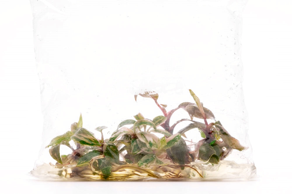 philodendron in aquarium Philodendron Pink Princess | Shop Rare House Plants