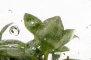 Philodendron White Knight