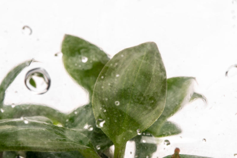 Philodendron White Knight