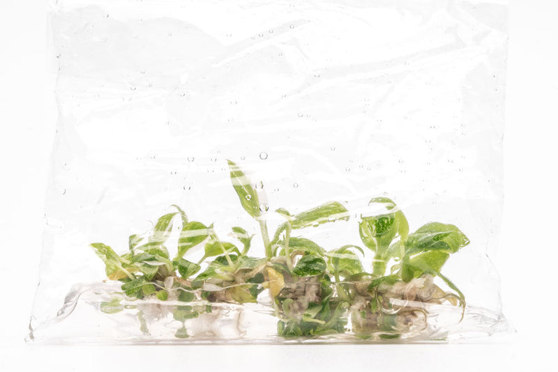 Philodendron White Princess terrarium plant with variegated green and white leaves, displayed in a small glass terrarium.