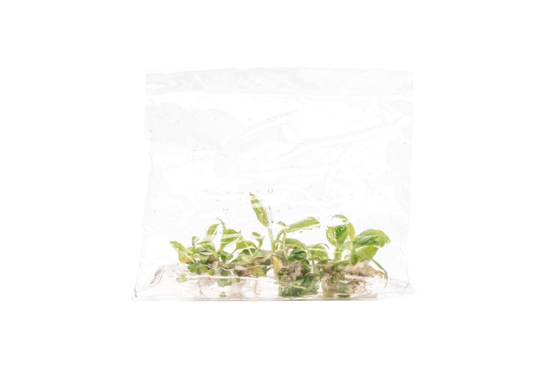 Philodendron White Princess terrarium plant with variegated green and white leaves in a decorative container.