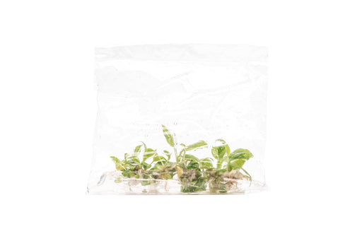 white princess philodendron seeds Philodendron White Princess | Shop Rare House Plants