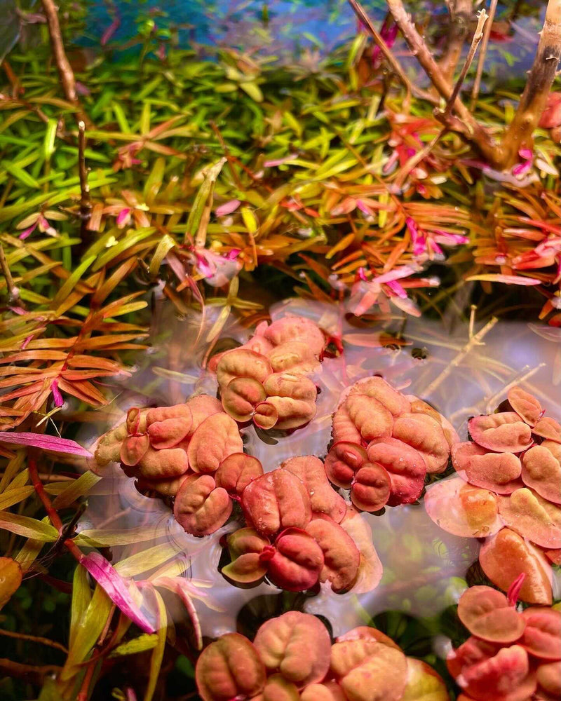 Red Root Floater aquatic plant from ACW with vibrant red leaves, floating on water surface, ideal for freshwater aquariums.