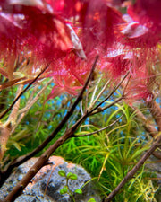Red root floater aquatic plant from ACW with vibrant red leaves floating on water surface.