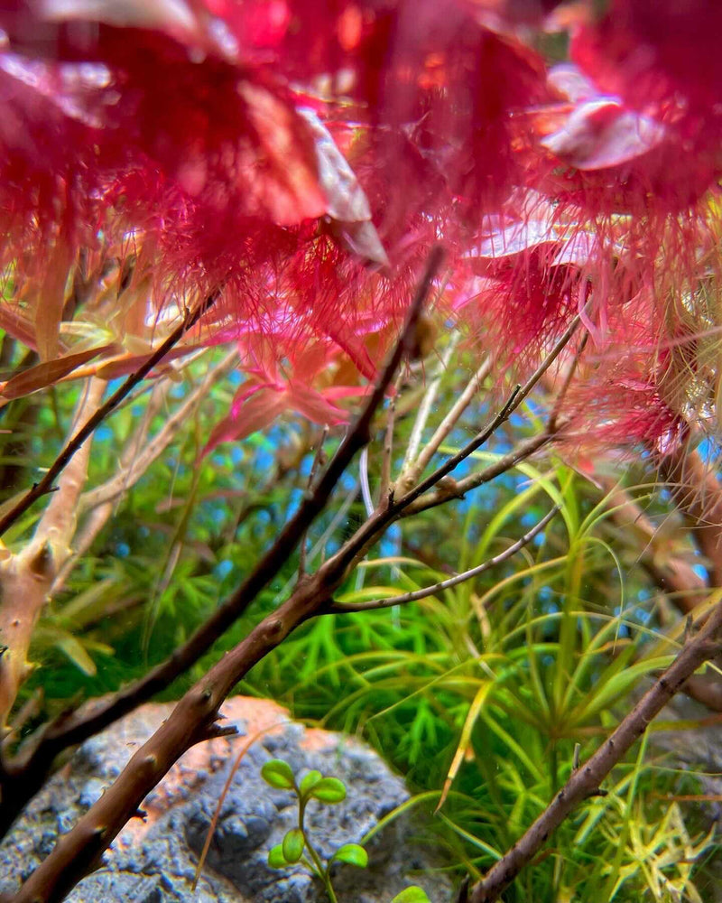Red root floater aquatic plant from ACW with vibrant red leaves floating on water surface.
