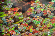 Red root floater aquatic plant, Phyllanthus Fluitans, by ACW, showing vibrant red leaves and floating roots.