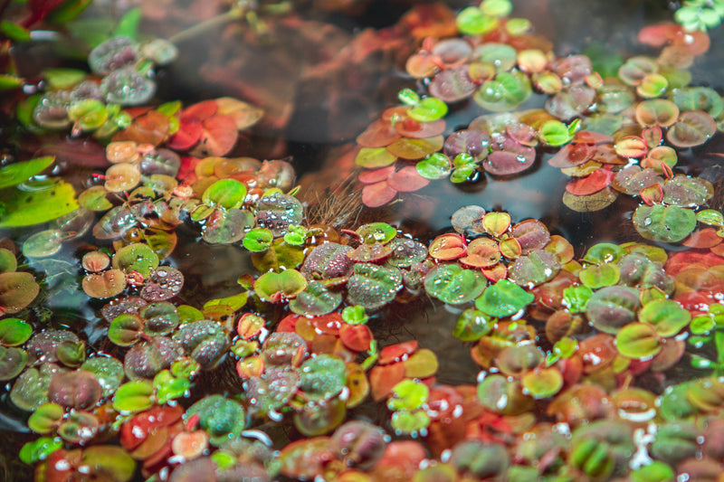 Red root floater aquatic plant, Phyllanthus Fluitans, by ACW, showing vibrant red leaves and floating roots.