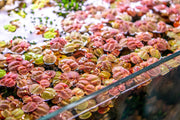 Red-root Phyllanthus Fluitans aquatic plant from ACW, showcasing vibrant red leaves floating on water surface