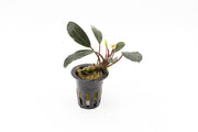 Bucephalandra Pink Lady Bucephalandra - Buce Plant