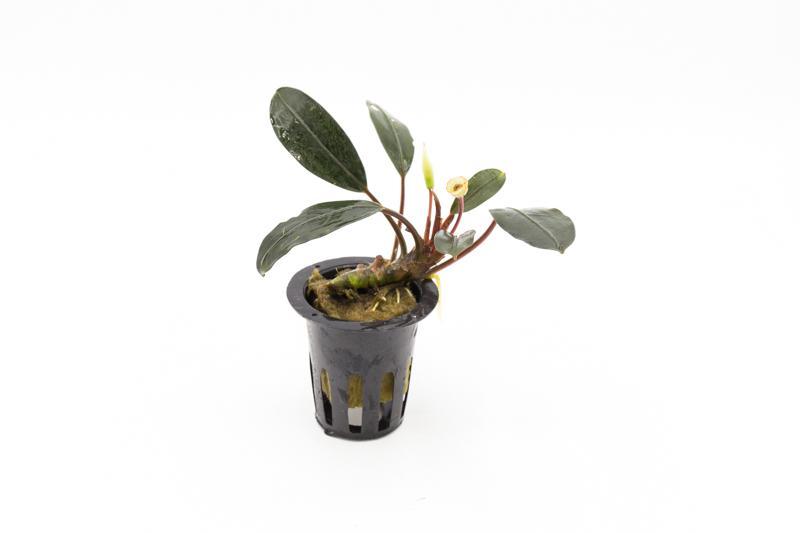 Bucephalandra Pink Lady - Live Aquascaping Plant — Buce Plant