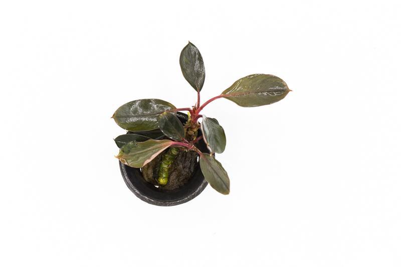 Bucephalandra Pink Lady Bucephalandra - Buce Plant