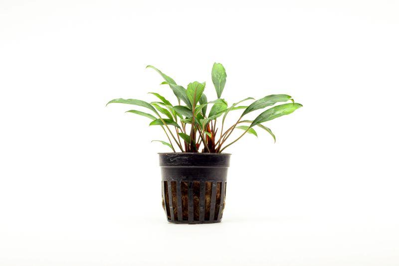 Piptospatha Ridleyi Aquatic Plant - Buce Plant