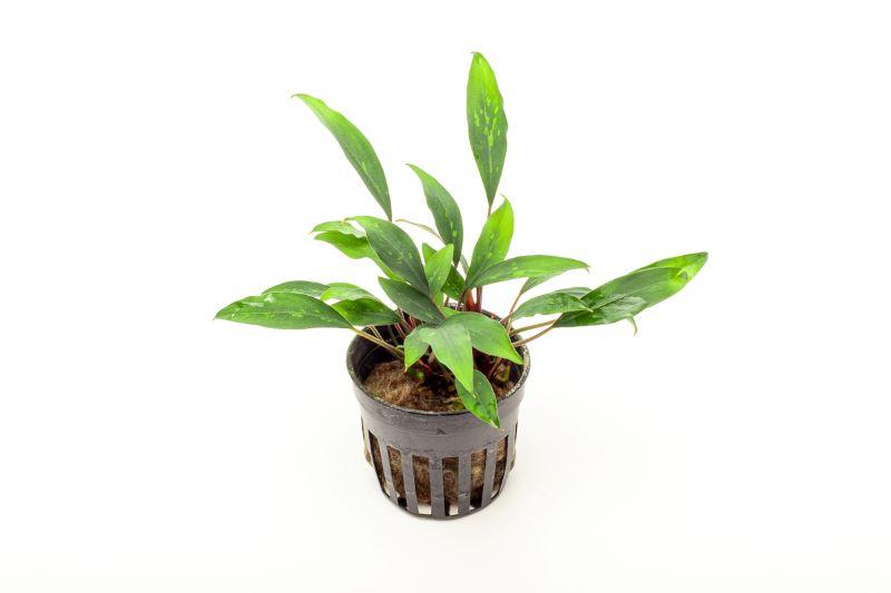 Piptospatha Ridleyi Aquatic Plant - Buce Plant