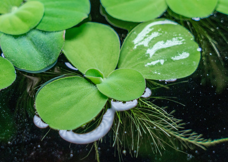 Pistia Stratiotes/ Water Lettuce Aquatic Plant - Buce Plant