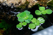 Pistia Stratiotes/ Water Lettuce Aquatic Plant - Buce Plant